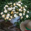 Bouquet de 20 roses lumineuses à piles